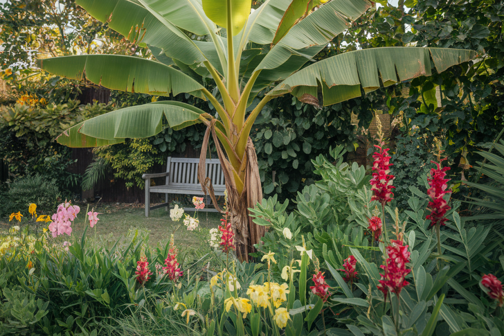 bananier-fleurs-tropicales-banc-bois