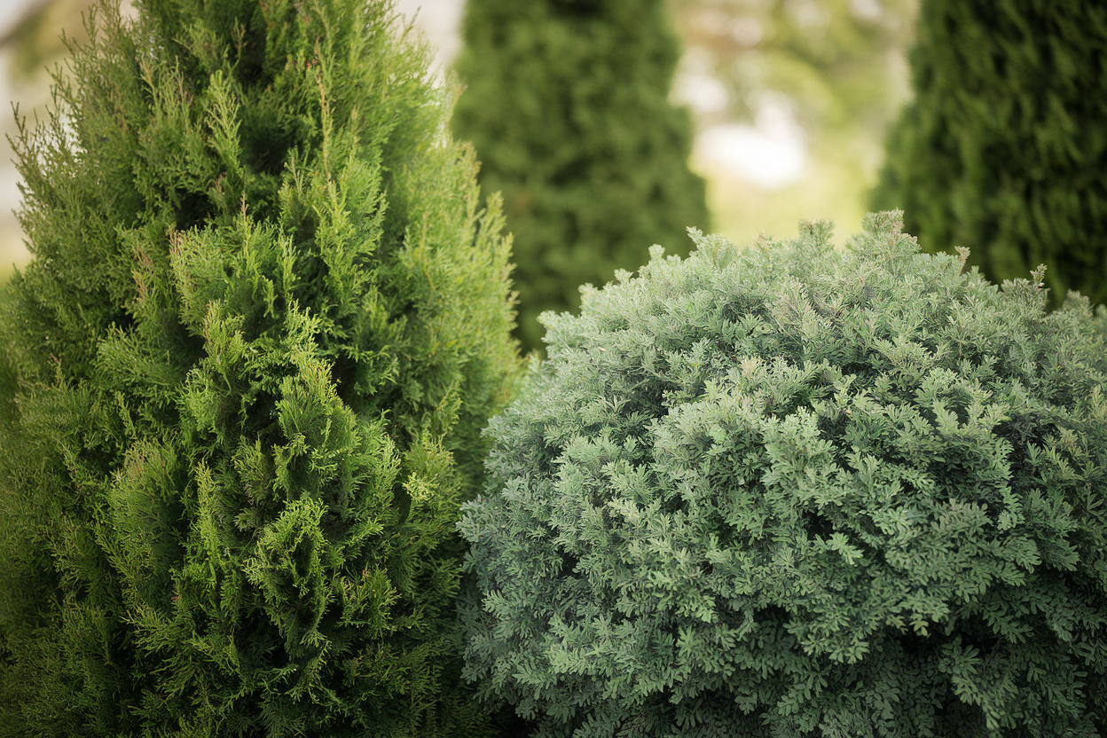 gros-plan-cypres-thuja-contraste