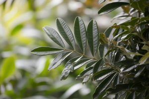 pittosporum-feuilles-brillantes-bords-ondules